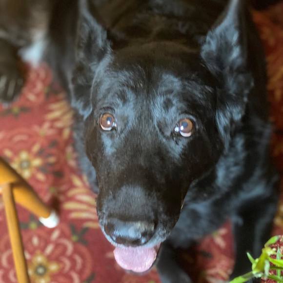 Meet your Posher, Tina - Picture 1 of 1